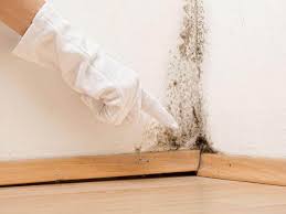 Best Water Damage & Mold Remediation  in Cole Camp, MO